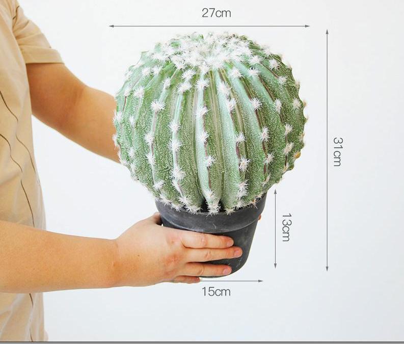 808 cactus moyen aux cheveux blancs