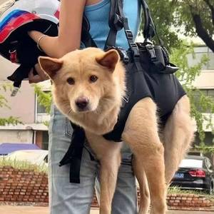 Sac à dos pour chien de grande taille, design à porter à l'avant, sac de transport portable pour animaux de compagnie - Product Image 1