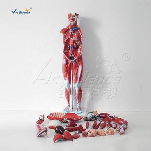 आंतरिक अंग मॉडल के साथ मानव शरीर की मांसपेशियों शरीर की शारीरिक संरचना मॉडल चिकित्सा विज्ञान शारीरिक शिक्षा मॉडल - Product Image 2