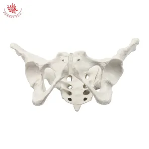 Medicina <span class=keywords><strong>de</strong></span> anatomía Modelo <span class=keywords><strong>de</strong></span> pelvis femenina Tamaño real Hueso <span class=keywords><strong>de</strong></span> la cadera femenina Modelo <span class=keywords><strong>de</strong></span> anatomía pélvica Modelo <span class=keywords><strong>de</strong></span> Anatomía <span class=keywords><strong>de</strong></span> <span class=keywords><strong>mujer</strong></span> <span class=keywords><strong>de</strong></span> PVC - Product Image 5