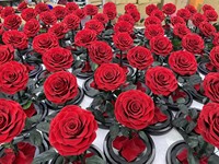 Prix d'usine en gros Roses éternelles préservées Base en métal doré Dôme en verre Décoration d'intérieur Cadeaux Fête de Thanksgiving Saint-Valentin