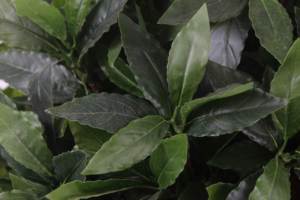 Style nordique nouvelle <span class=keywords><strong>Plante</strong></span> artificielle <span class=keywords><strong>de</strong></span> haute qualité 125CM 25 Branches arbre <span class=keywords><strong>de</strong></span> <span class=keywords><strong>laurier</strong></span> feuilles <span class=keywords><strong>de</strong></span> thé artificielles synthétiques pour la décoration intérieure - Product Image 6