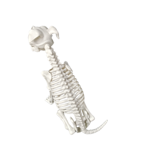 Novelty Halloween Party Decorations <b>Dog</b> <b>Skeleton</b> Plastic Craft Atmosphere Props for House Parties - Product Image 3