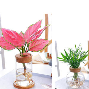 सस्ते पारदर्शी Hydroponic फूलदान गिलास बेदाग़ रोपण कमरों का हरे पौधे गिलास फूलदान घर सजावट - Product Image 6