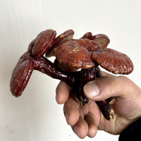 Tranches de champignons Reishi séchées en gros, Ganoderma Lucidum Ling Zhi, matière première pour tisanes, qualité alimentaire, en vrac