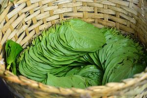 {HOT-SALE} -BETEL FRAIS DE HAUTE QUALITÉ ET DE HAUT NIVEAU/BON PRIX À VENDRE/EXPORTATION DU VIET NAM/100% NATUREL - Product Image 5
