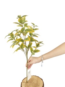 Ivy Chi Nhánh Nhân Tạo Nhà Máy Thiết Kế Sáng Tạo Sợi Carbon Thủy Tinh Sợi Hoa Nhà Máy Chậu Tường Treo Nhà Vườn - Product Image 2