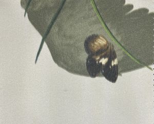 Tela de Sarga Elegante con Estampado, 66% Algodón, 34% Nailon, 57 Pulgadas de Ancho, 232GSM, Tejido Transpirable para Moda - Product Image 1