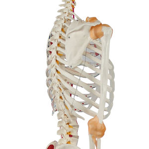 Modelo de esqueleto humano de medio ligamento de medio músculo preciso, ciencia médica, dibujado a mano con números, números de modelo de esqueleto - Product Image 6