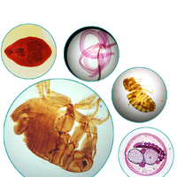 21 pcs for medical school Parasitology slides Human parasitology slides Biology parasitology slides