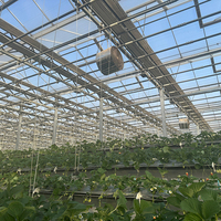 Grande serre agricole intelligente multi-chapelles à structure en acier galvanisé à chaud, ultra-résistante, pour culture hors-sol
