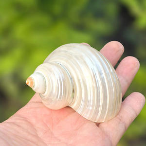 천연 진주 실버 입 터보 4-6cm 폴란드어 소라 쉘 소라게 껍질 - Product Image 3