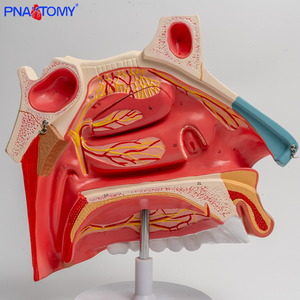 Modelo anatómico <span class=keywords><strong>de</strong></span> la cavidad nasal tres veces más grande con secciones transversales <span class=keywords><strong>de</strong></span> hueso nasal y <span class=keywords><strong>cartílago</strong></span> para la ciencia médica - Product Image 6