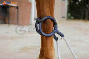 Design blu ultima terapia equina Pemf Magneto fisioterapica per animali Pmst Loop cavalli terapia macchina PEMF tappetino - Product Image 2