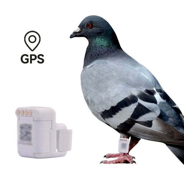 GPS Pigeon Tracker Real-Time Positioning Bird Flight Tracking Leg Band & Ring Eco-Friendly Plastic 5g
