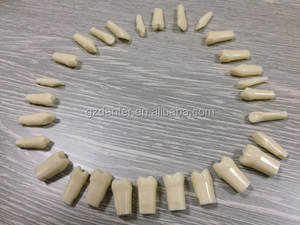 Tipodonto Dentale con Denti Permanenti a Radici Diritte per <span class=keywords><strong>Pratica</strong></span> Studentesca - Product Image 3