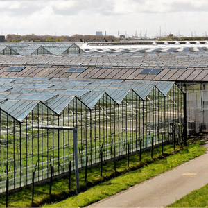 Serre à film multi-travées économique avec structure galvanisée à chaud, grand espace pour la culture commerciale de tomates, concombres et fraises - Product Image 6