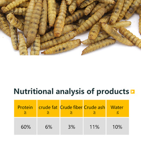 Wholesale inseto mealworm preto soldado mosca larvas alimentos animais secas mealworms pó - Product Image 4