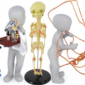 Abnormaal Foetaal Skelet Tweekoppige Dummy-Model Voor Medisch Schoolonderwijs Door Henan Yuline - Product Image 3