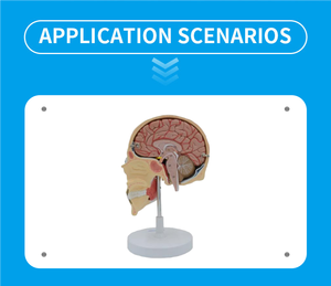 Modello di insegnamento medico masticatorio del muscolo del modello (5 pezzi) per istruzione dentistica & di anatomia - Product Image 4
