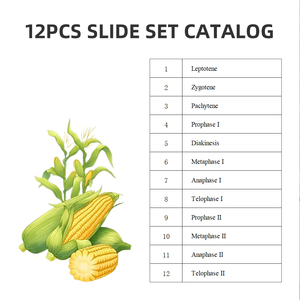 Corn Anthers <span class=keywords><strong>Meiosis</strong></span> Slide FRT1002 Matuer Anther Cell <span class=keywords><strong>Meiosis</strong></span> 12 Etapas Microscopio Especímenes preparados Biología - Product Image 3