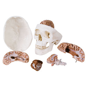 Modelo de Cráneo 1:1, Molde Artístico de Cráneo Adulto, Suturas Visibles, Cráneo Abrible - Product Image 1