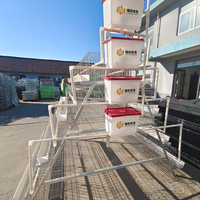 Cage de ponte automatique galvanisée de type A Nouveau poulailler en maille d'acier pour les cages d'élevage de volailles