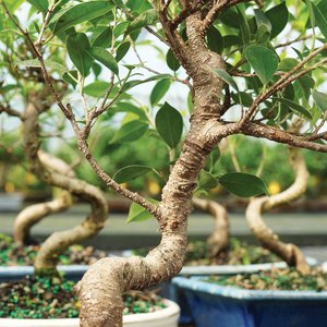 <span class=keywords><strong>Kit</strong></span> de Bonsái para Principiantes con Maceta de Plástico y Mini Herramientas, Regalo Perfecto para Amantes de la Jardinería - Product Image 4