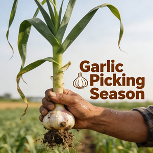 Huile d'ail <span class=keywords><strong>de</strong></span> qualité alimentaire, directement du fabricant, échantillons gratuits, 100% pure et naturelle, huile essentielle d'ail 8008-99-9, additifs alimentaires OEM/ODM - Product Image 3