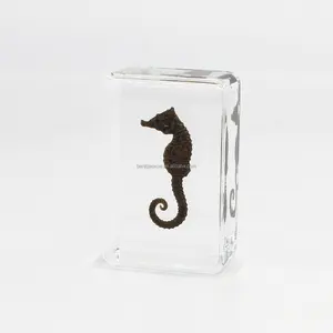 Campioni di Insetti in Resina, Cavalluccio Marino, Campioni Animali, Blocco di Cavalluccio Marino, Artigianato in Resina, Decorazione Natalizia - Product Image 1
