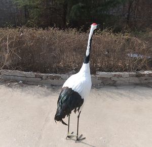 <span class=keywords><strong>นก</strong></span>เทียมรูปปั้นพลาสติกรูปสัตว์ขนาดใหญ่รูป<span class=keywords><strong>มงกุฎ</strong></span>แดงอุปกรณ์ตกแต่งสว<span class=keywords><strong>นก</strong></span>ลางแจ้ง - Product Image 2