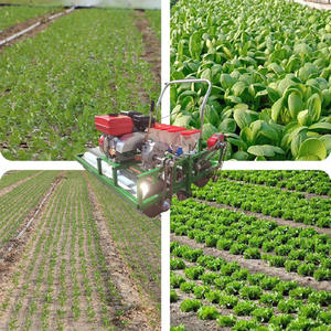 Máquina Sembradora Autopropulsada <span class=keywords><strong>de</strong></span> Gasolina para Cebolla, <span class=keywords><strong>Cilantro</strong></span> y Vegetales, Sembradora <span class=keywords><strong>de</strong></span> Precisión - Product Image 6