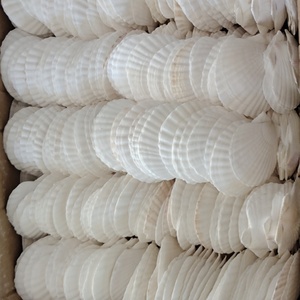 Decorazioni di nozze di natale decorazioni di conchiglia naturale ornamenti alla rinfusa per gli organizzatori di eventi guscio bianco puro - Product Image 4