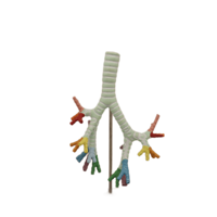 Modelo de Esqueleto de PVC Avanzado para Escuela de Medicina, con Traquea, Bronquio y Segmento Bronco-Pulmonar, para Educación en Laboratorios de Biología