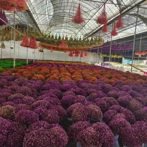 Arrangements floraux <span class=keywords><strong>de</strong></span> hortensias Anna conservés pour la décoration <span class=keywords><strong>de</strong></span> la maison et des restaurants, pour les mariages et la Saint-Valentin, <span class=keywords><strong>prix</strong></span> d'usine avantageux - Product Image 6