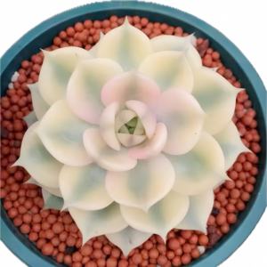 Suculentas Raras y Populares: <span class=keywords><strong>Echeveria</strong></span> 'Baikal' - Frescas y que Embellecen el Pequeño Paisaje del Hogar - Product Image 1