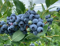 Gezonde gevriesdroogde vruchten, gevriesdroogde bosbessen, hoogwaardige gevriesdroogde bosbessen groothandel rechtstreeks van de oorsprong