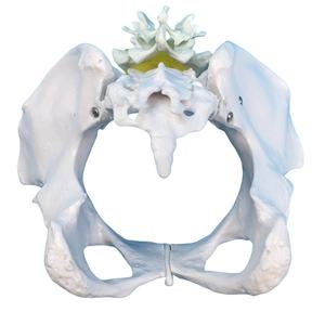 महिला श्रोणि हड्डी मॉडल, एनाटॉमी शिक्षण के लिए ठोस एक टुकड़ा संरचना-चिकित्सा ग्रेड Pvc - Product Image 5