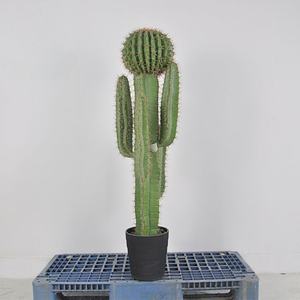 Piante di Cactus Artificiali di Alta Qualità in Diverse Dimensioni, Succulente Realistiche per Merchandising Visivo Commerciale e Scenografie per Banchetti - Product Image 2