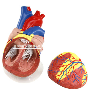 Modelos auténticos de anatomía del corazón humano a escala 1:1 y 5:1, modelos de corazón con ultrasonido B y Doppler color, desmontables. - Product Image 1