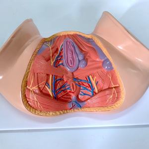 Modelo de Útero Femenino 1:1, Modelo de Anatomía Pélvica con Músculos del Suelo Pélvico - Product Image 4