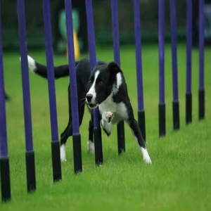 Postes de Agilidad para Perros de 12 Puntas - Postes de Slalom Ajustables para Entrenamiento de Agilidad Canina con Certificación FCI - Product Image 6