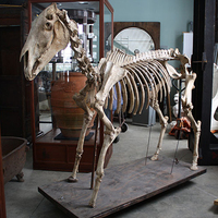 Squelette de cheval artificiel réaliste grandeur nature à vendre