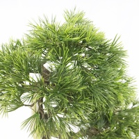 Pohon Pinus Imitasi Premium 100cm dengan Batang Realistis, Tanaman Feng Shui Dalam Ruangan, Dekorasi Lantai untuk Pintu Masuk dan Kantor