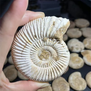 <span class=keywords><strong>Cristalli</strong></span> Minerali Jiangsu Sisterstone all'Ingrosso, Pietre Curative, Fossili di Ammonite Marrone in Vendita, REIKI - Product Image 3