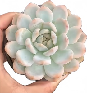 Envío Rápido, Planta Suculenta MinHui <span class=keywords><strong>Echeveria</strong></span> Monroe Variegada de 9cm, Ideal para Hogar, Balcón, Navidad, San Valentín, Graduación - Product Image 1