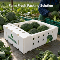 Boîte d'emballage personnalisée en carton alvéolé PP pour le transport de brocoli frais, découpée sur mesure, ventilée et durable