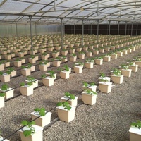 Pots de plantation hydroponique PP&UV, seau hollandais