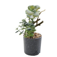 Fleurs artificielles en plastique, ornements créatifs, plantes succulentes en pot, décoration de la maison, accessoires de photographie, verdure artificielle, plantes à feuilles persistantes