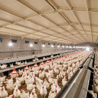 Éclairage pour élevages de poulets 5W 48V DC IP67 Éclairage LED étanche pour volailles avec luminosité réglable pour poulaillers de poulets de chair, de poules pondeuses et de reproducteurs